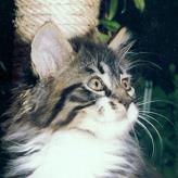 Sibirische Katze Felix von der Gronau